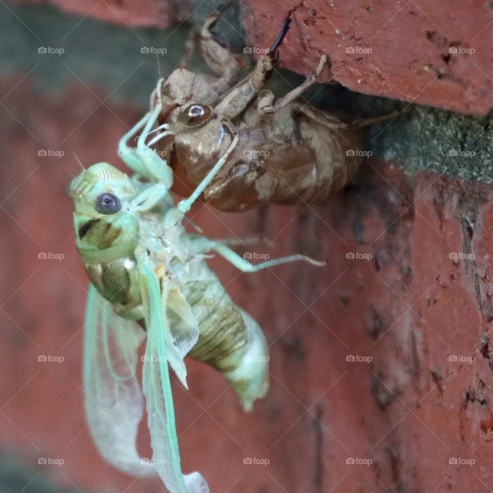 Cicada 