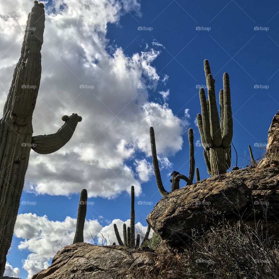 Desert Landscape 