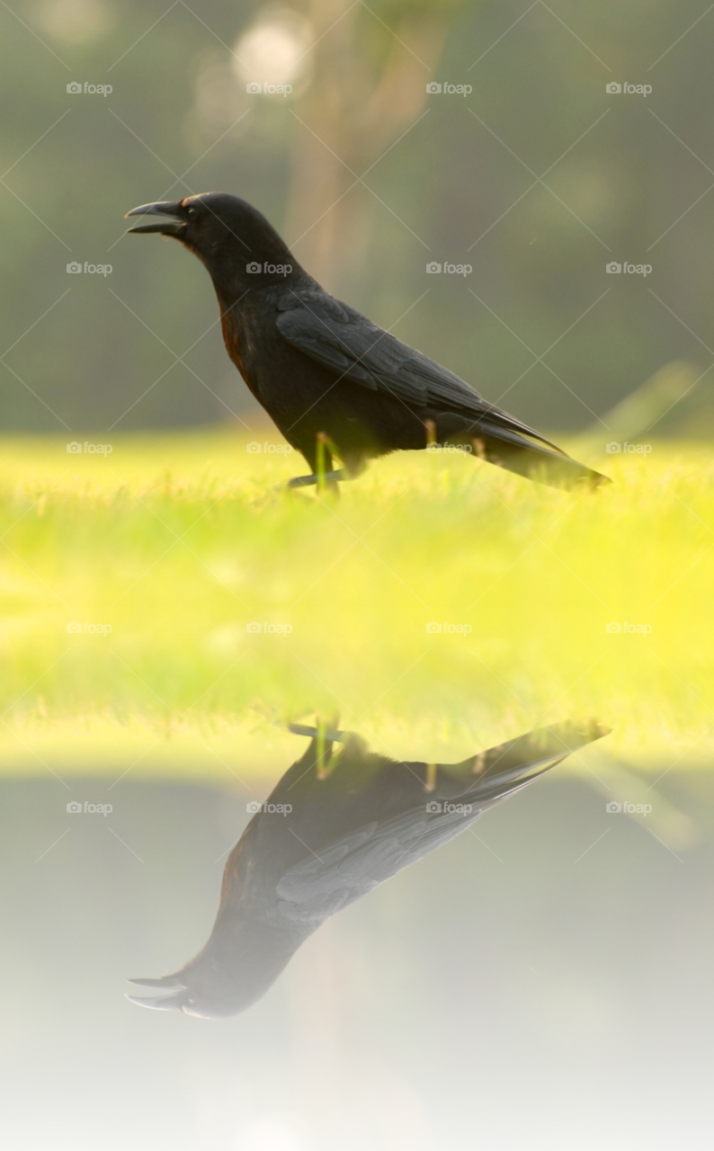 black bird reflection beautiful by lightanddrawing