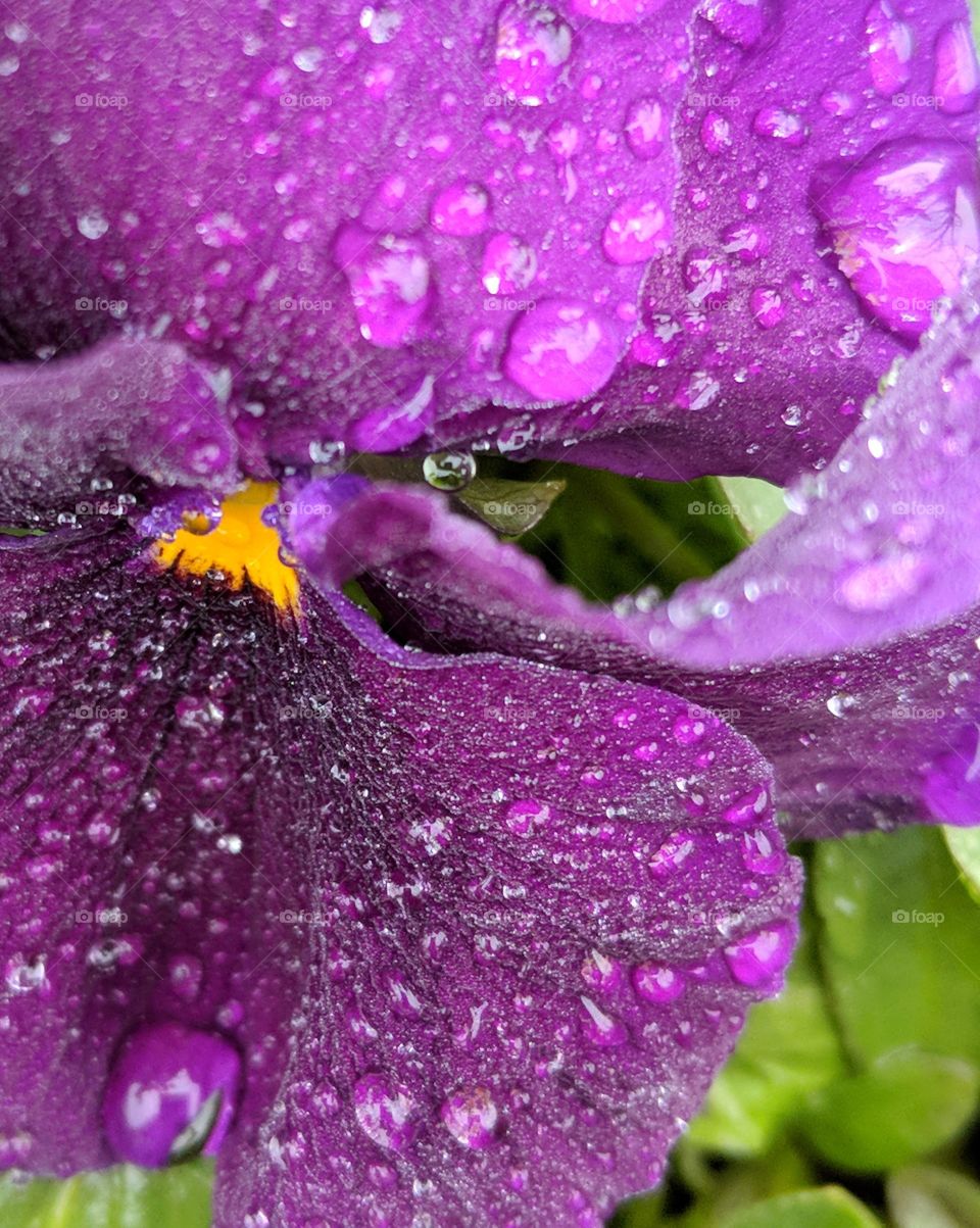 Droplets on petals