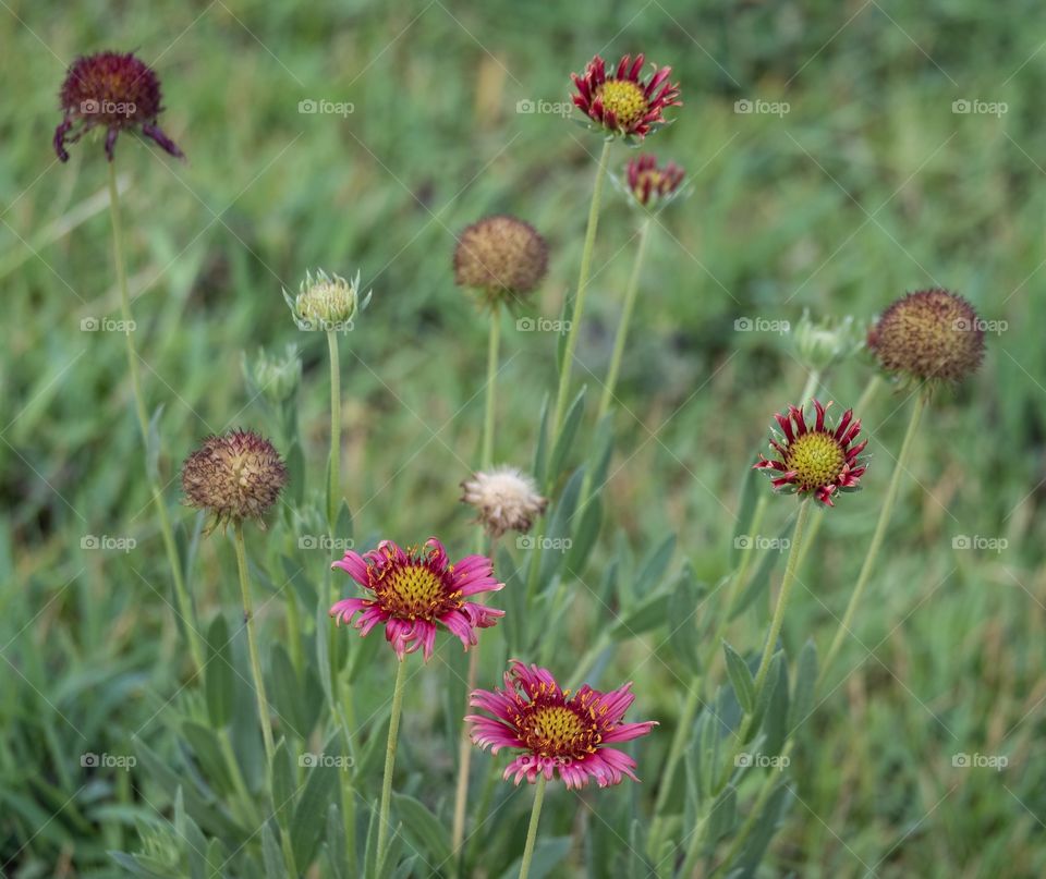 Spring time with colorful flower in the garden