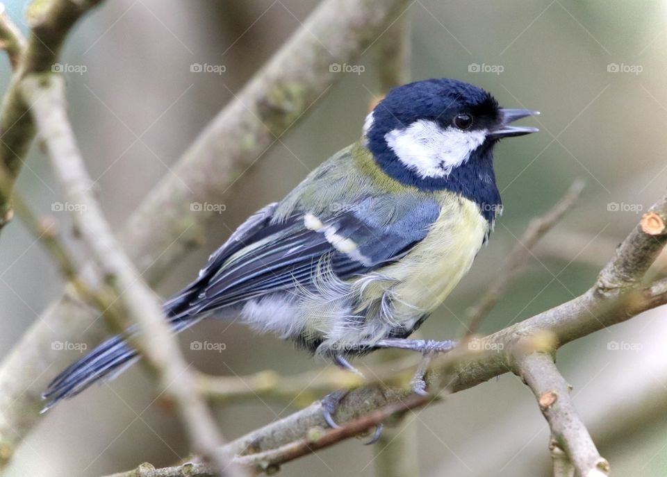 spring singing titmouse