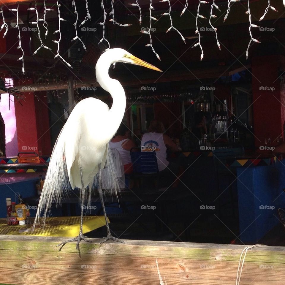 Great Egret hanging out. Florida 