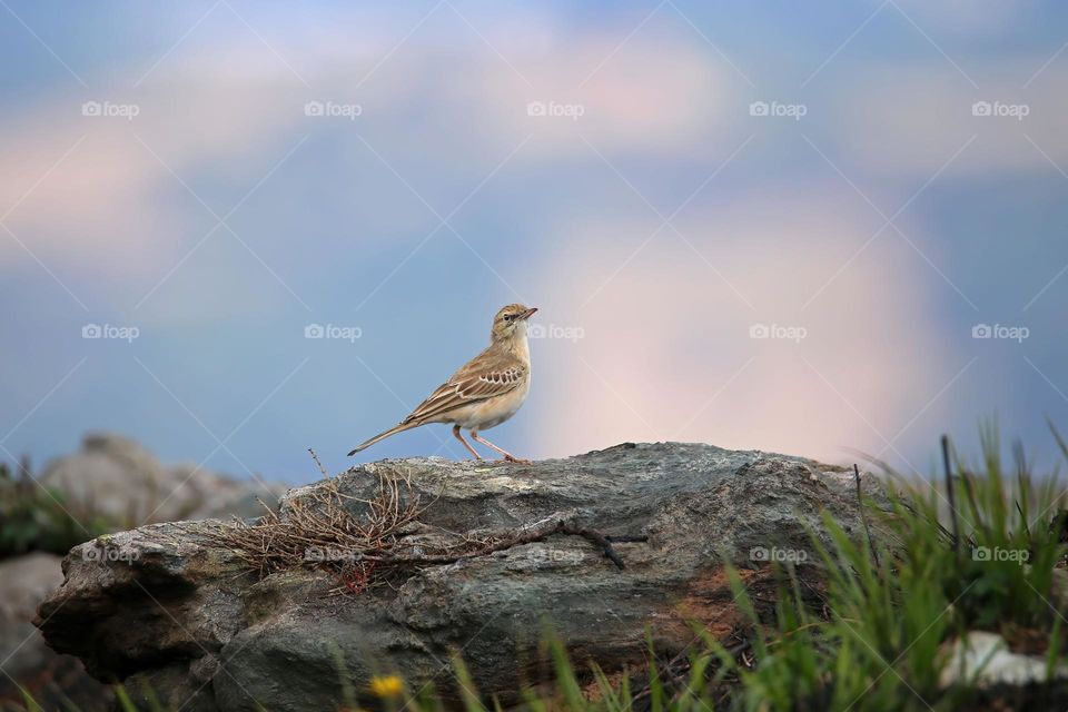 Calandro, Anthus campestris, Tawny pipit