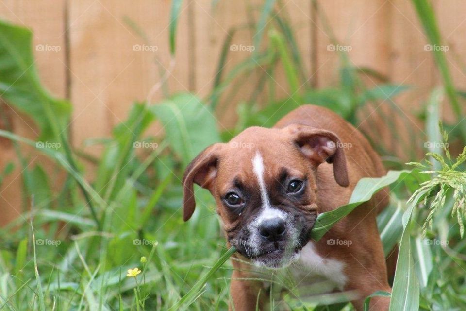 Boxer pup