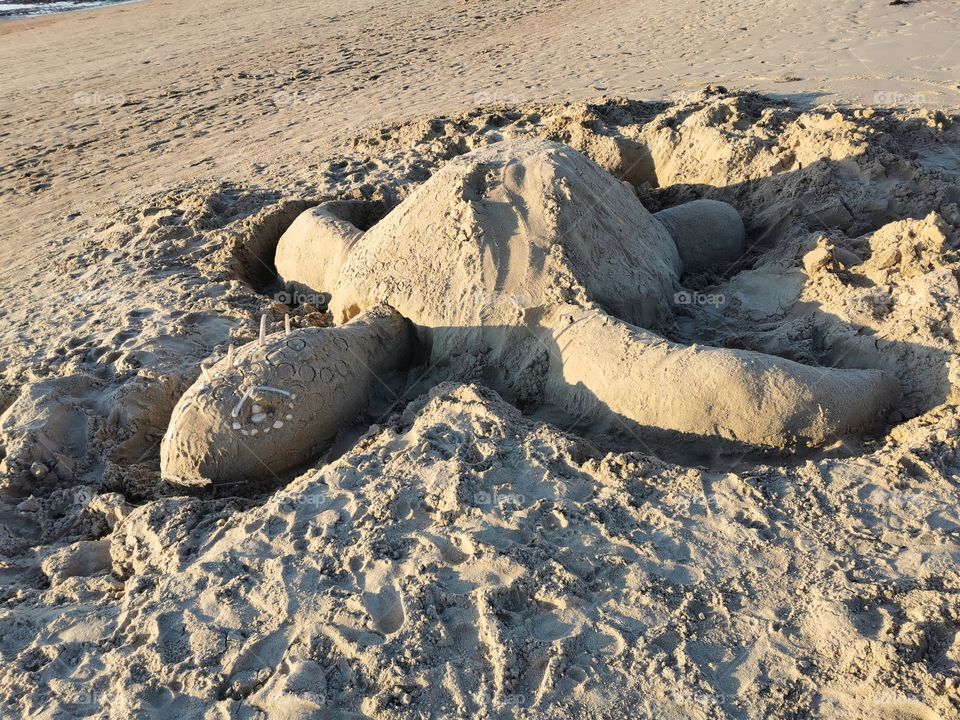 tortue de sable