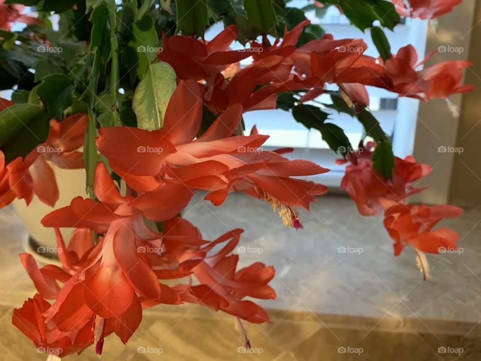 Christmas Cactus