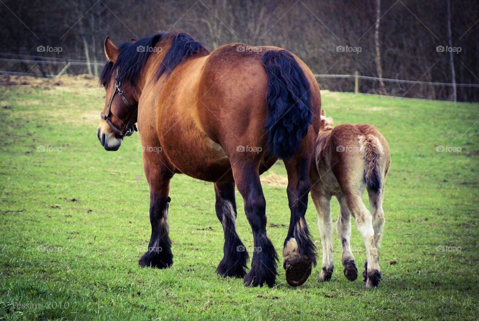 Horse with foal. A horse walking with her foal