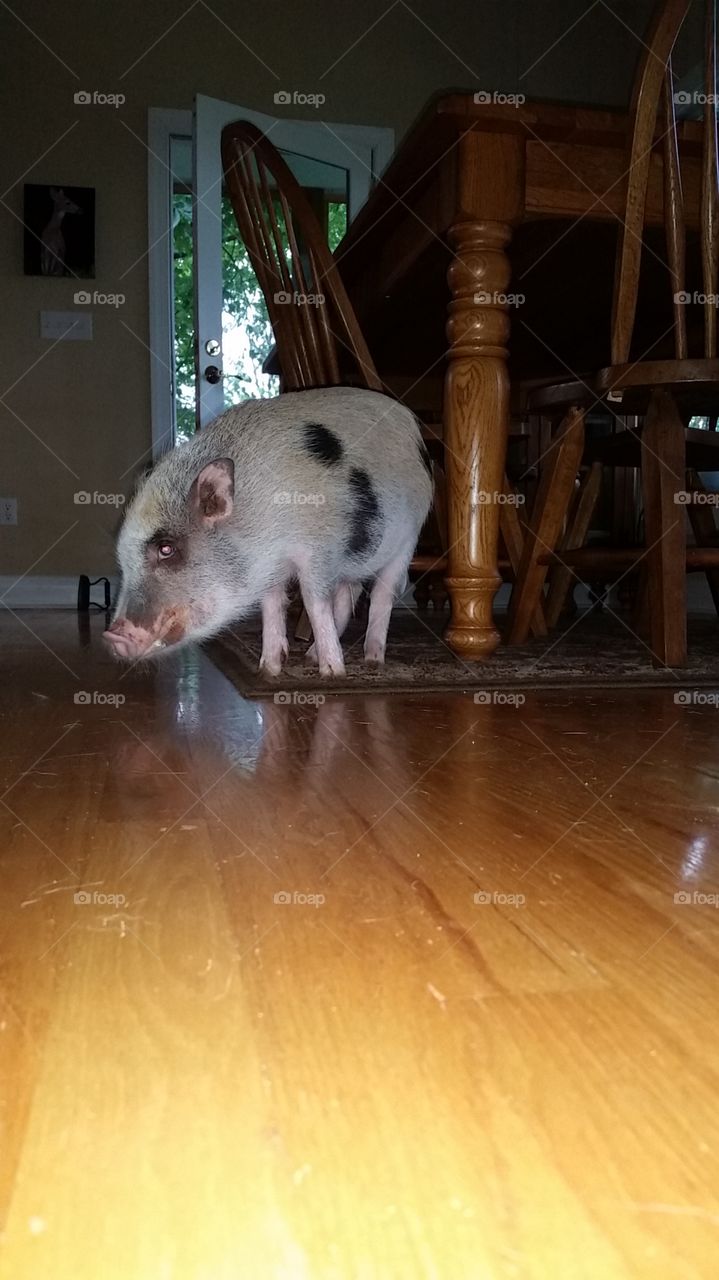 Mini Pig by table