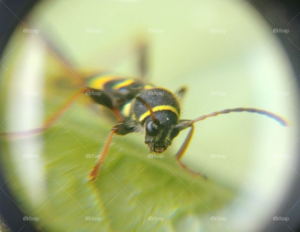 käfer. beetle schwarz black yellow gelb Insekt