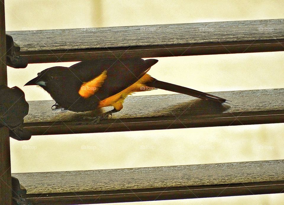 Exotic Tropical Songbird. Colorful Oriole Perched On A Windowsill
