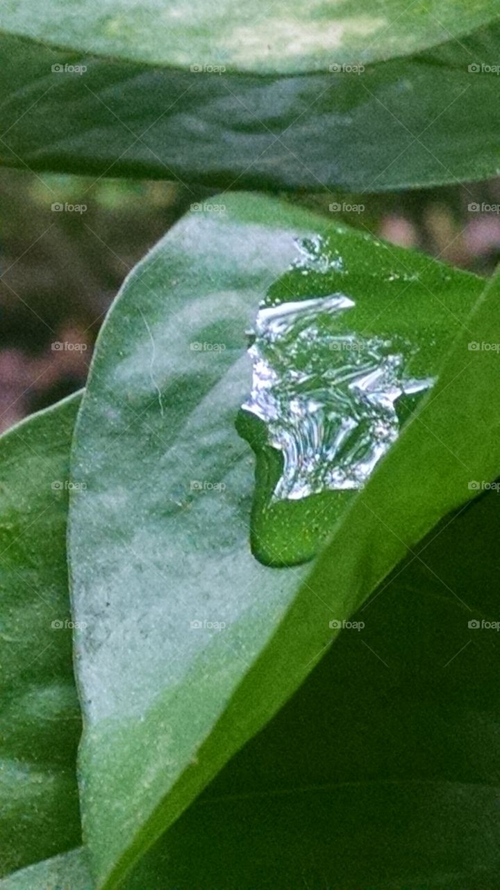 Raindrop on leaf