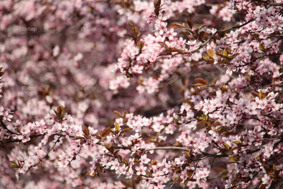 Blooming tree in pink