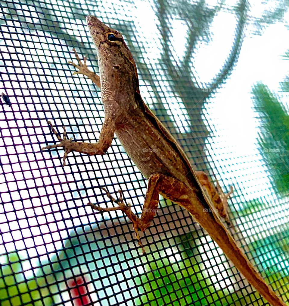 Florida Scrub Lizard Close-Up, Climbing And Walking Fast And Quickly But Still Observe Being Curious On the Screen Of The Pool Enclosure.