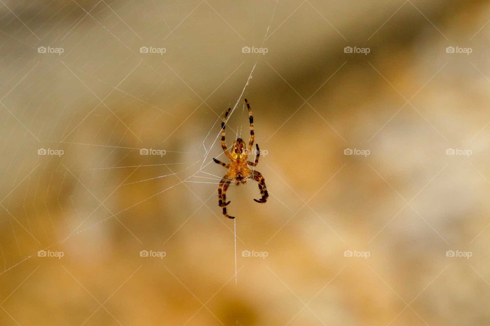 Amber Spider