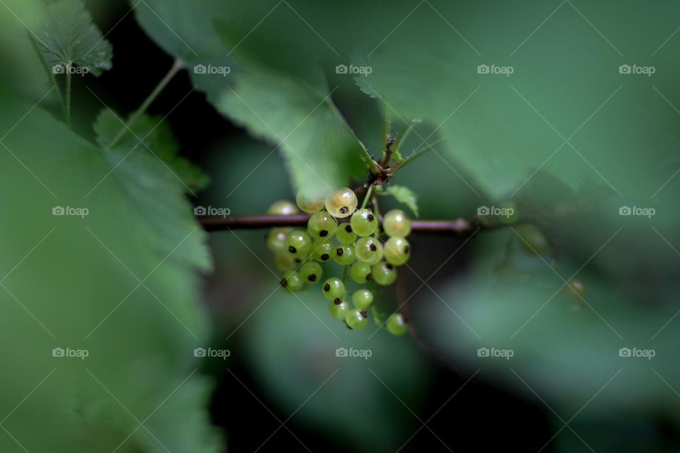 White currant on a bush