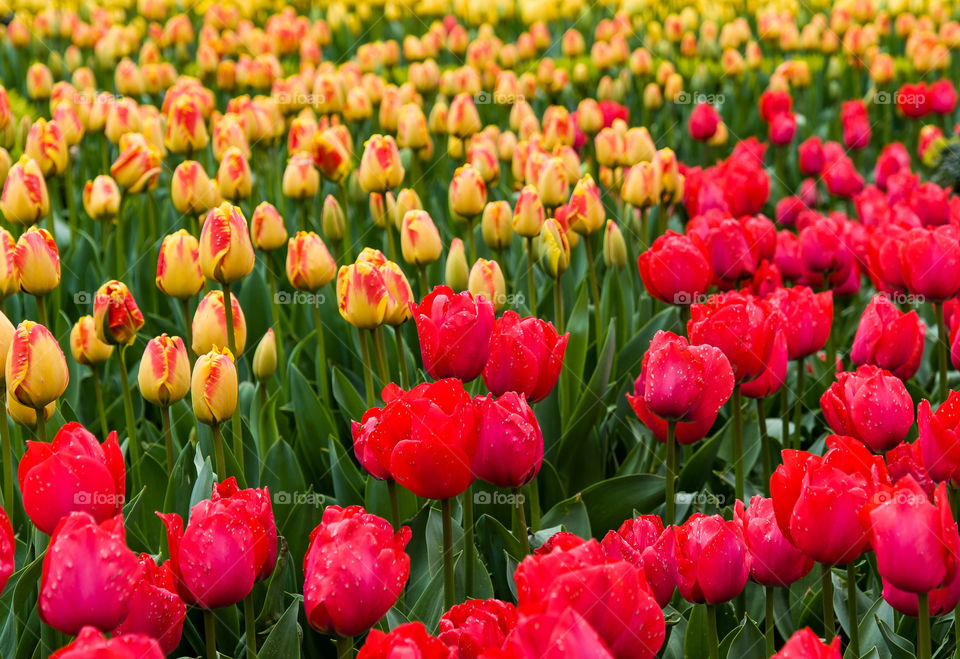 Beautiful tulips red