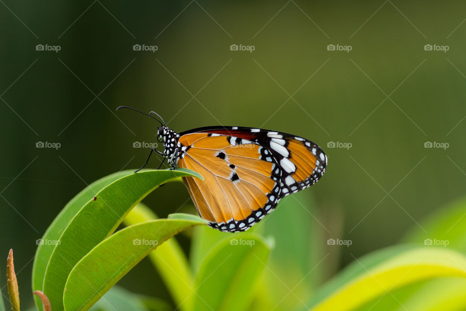 Beautiful Butterfly