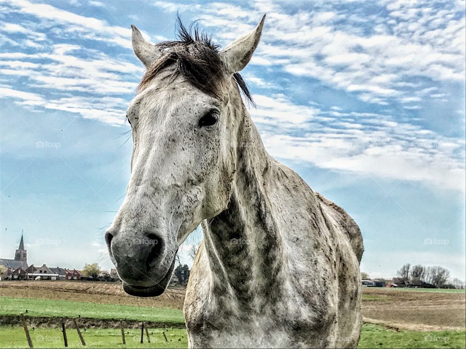 White Horse in Flanders Fields