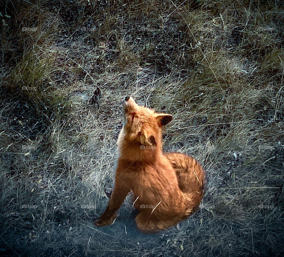 Arctic fox sporting his new reddish brown summer coat while enjoying the return of the sun and apparent city life as he wandered into the arctic town of Kotzebue, Alaska