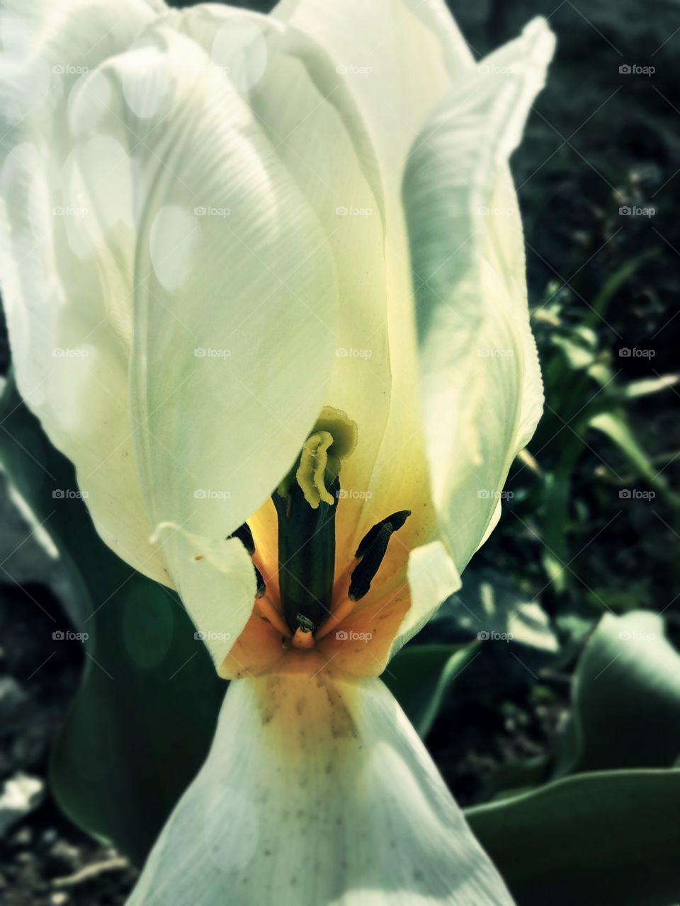 white tulips in the garden