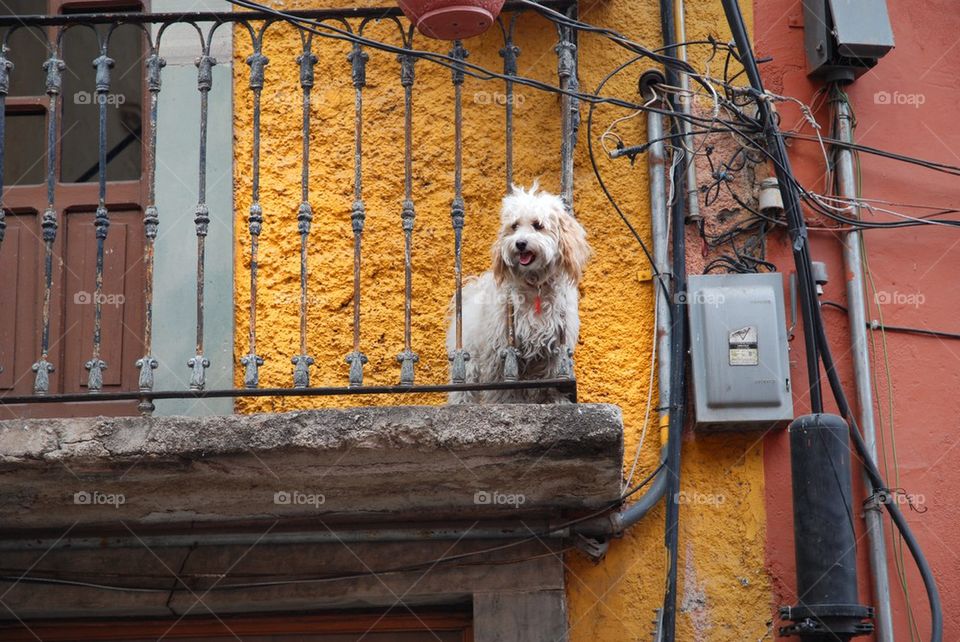 Balcony Dog in Mexico