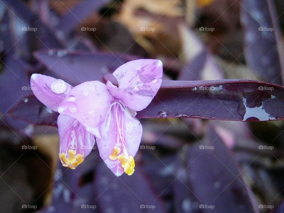 purple flower