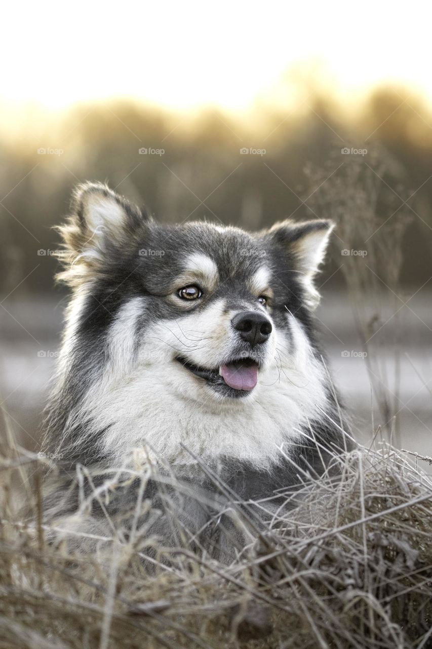 Portrait of a young Finnish Lapphund dog during sunrise or sunset 