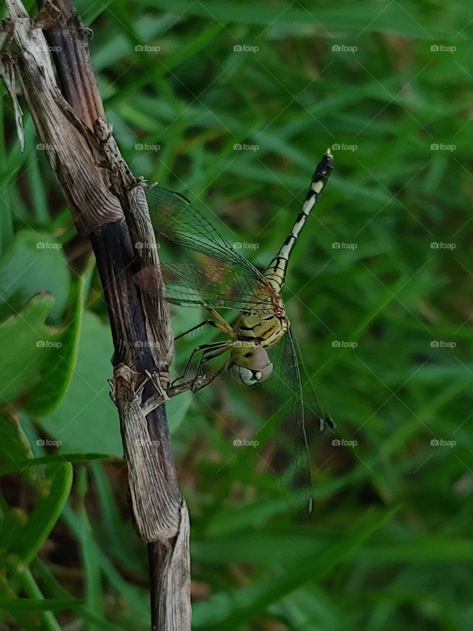 dragonfly captured