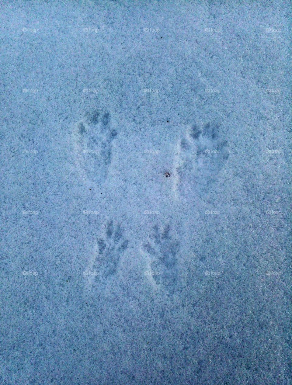 Battle: Winter vs. Spring