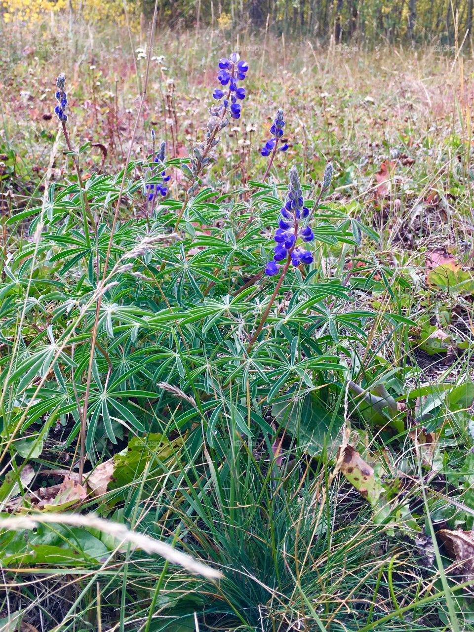 Wildflower grassy textures 