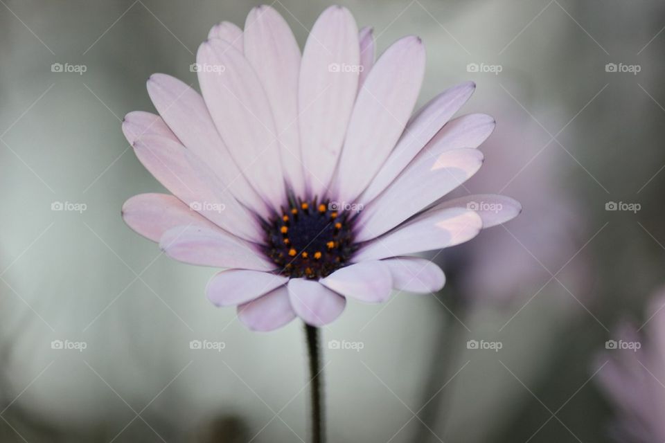 Beautiful lavender flower