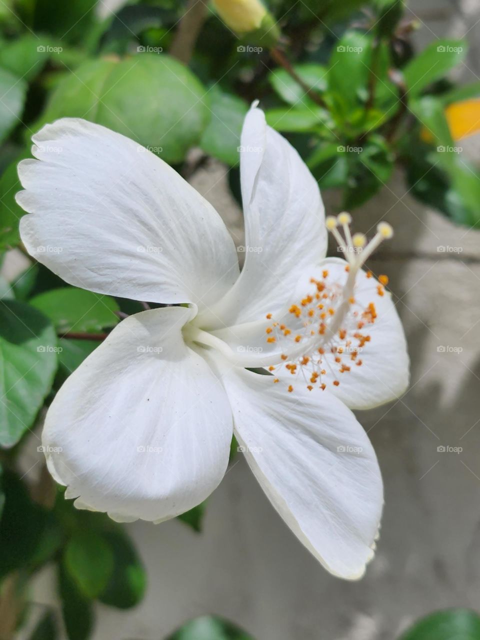white hibiscus petal
