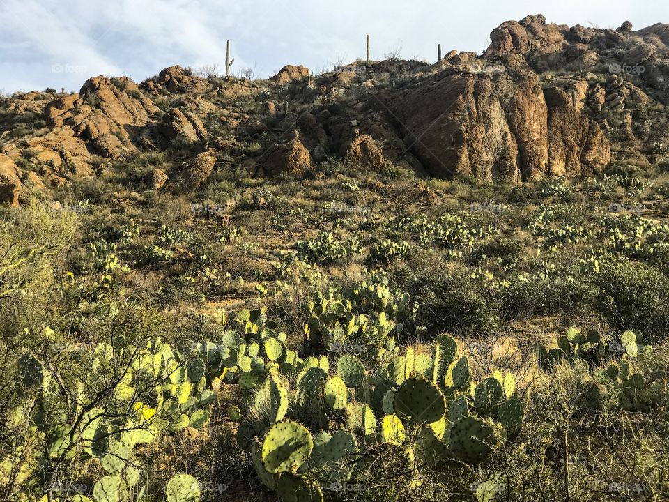 Desert Landscape 