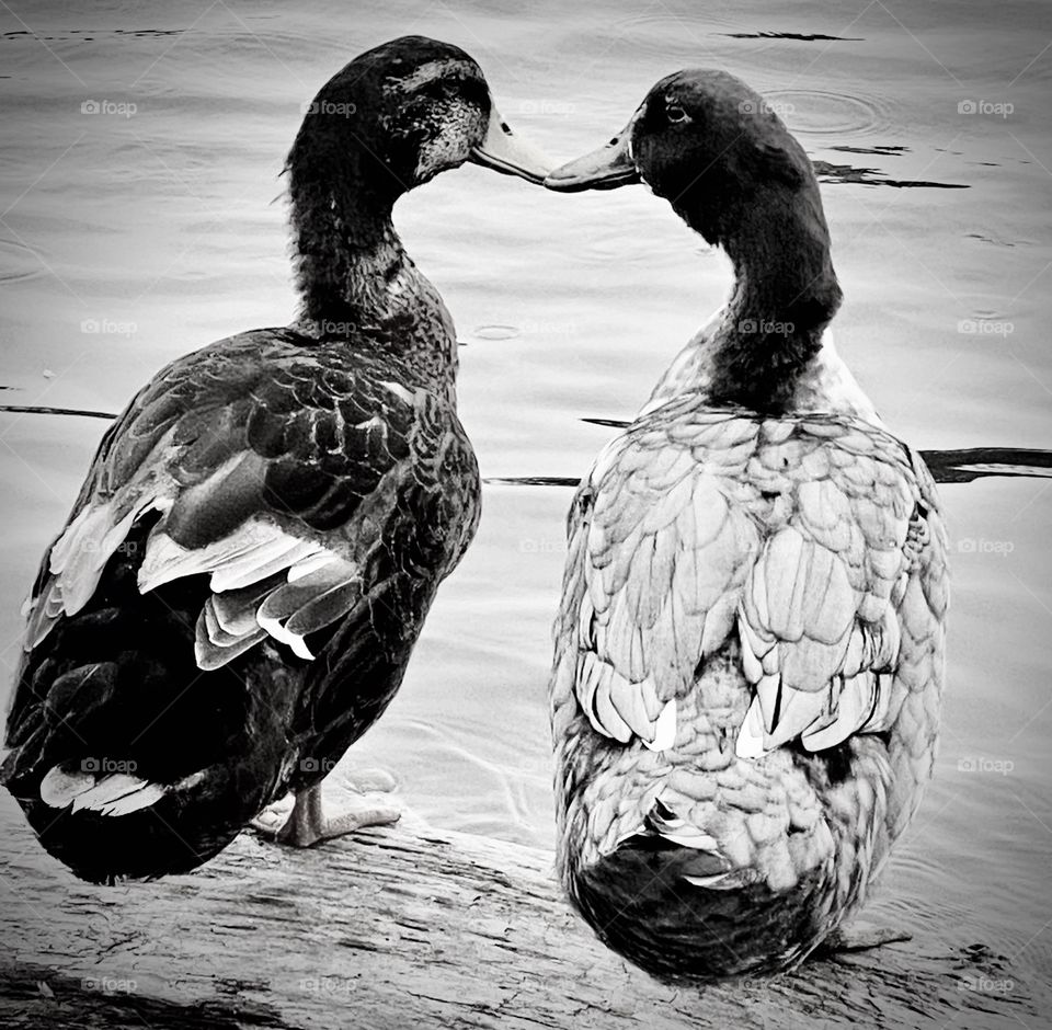 Kissing ducks