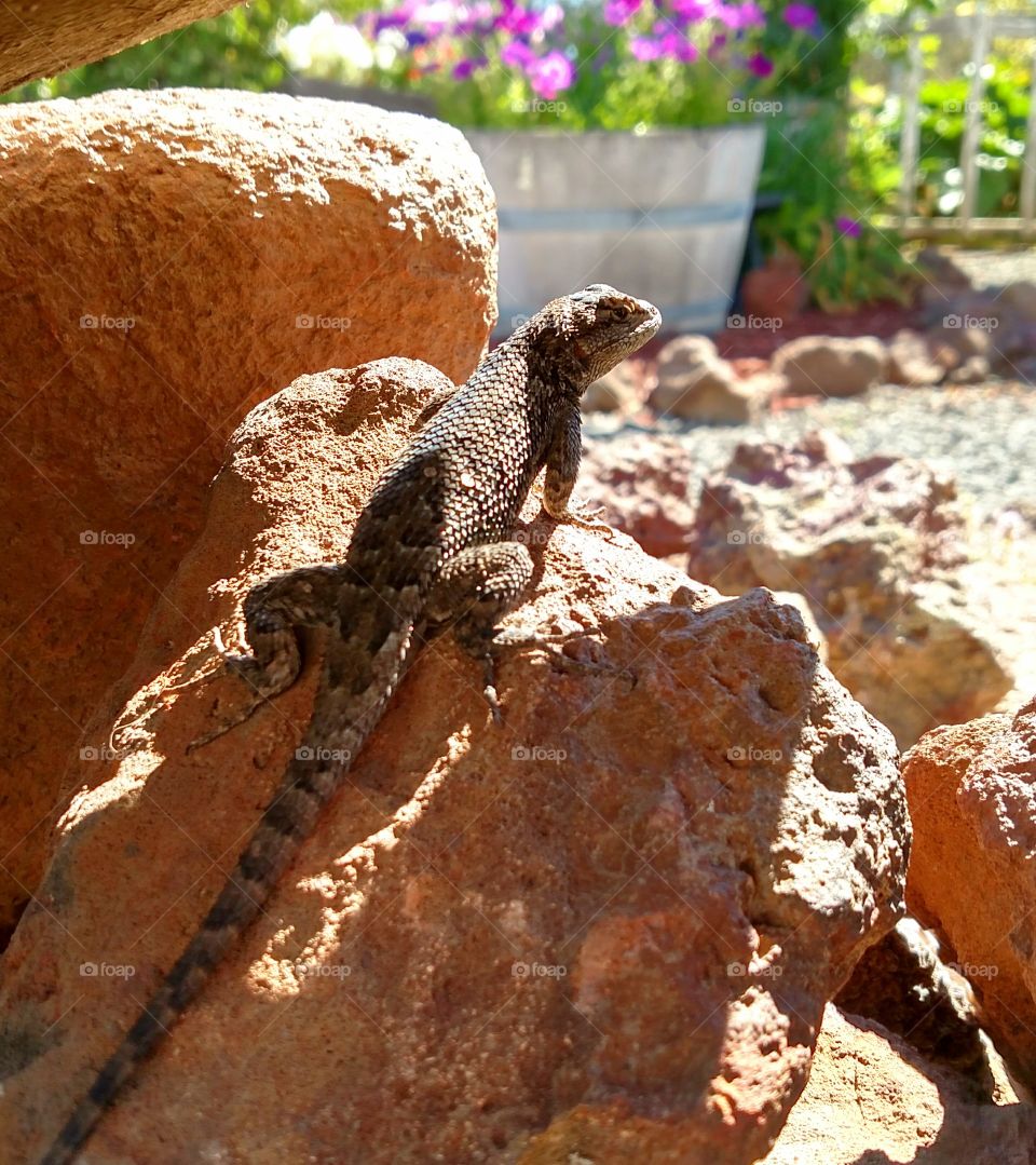 Bluebelly Lizard Sitting in Rock Garden