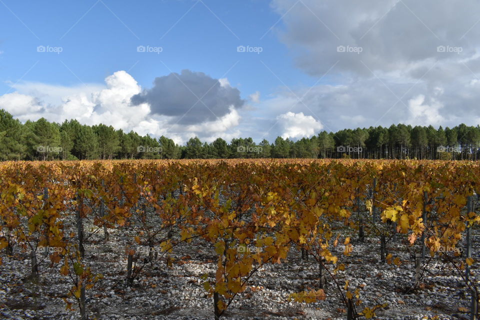 Yellow vineyards in autumn 