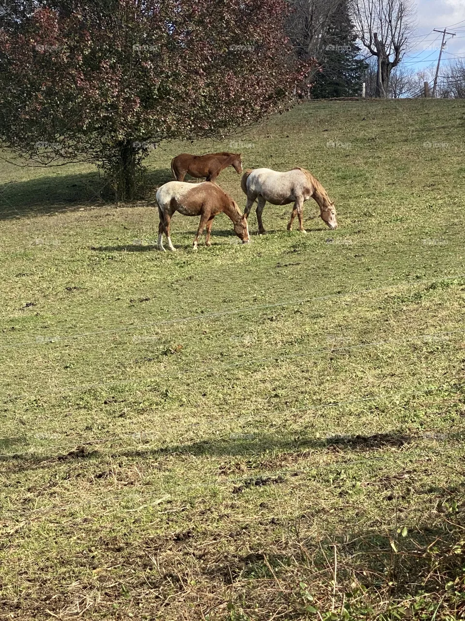 Such a beautiful day horses 