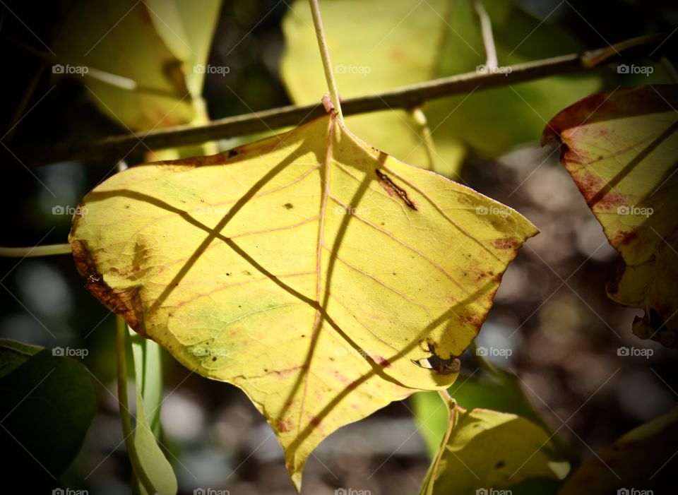 Close-up of leaves