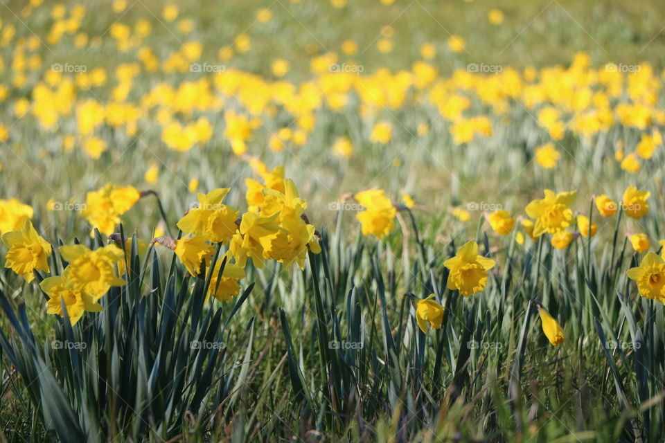 Field full of daffodils popping up all over in early spring 