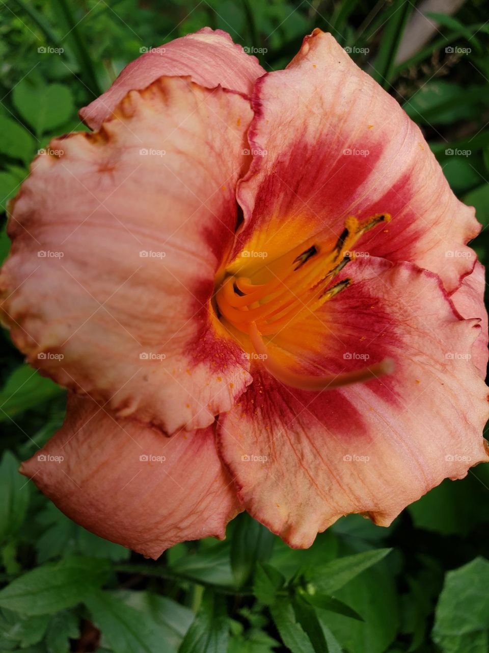 Close up of beautiful flower