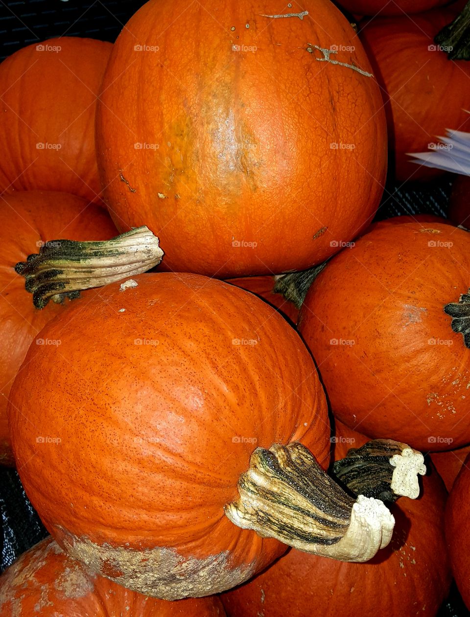 Pumpkins always make me think of autumn with its beautiful sights and delicious scents.