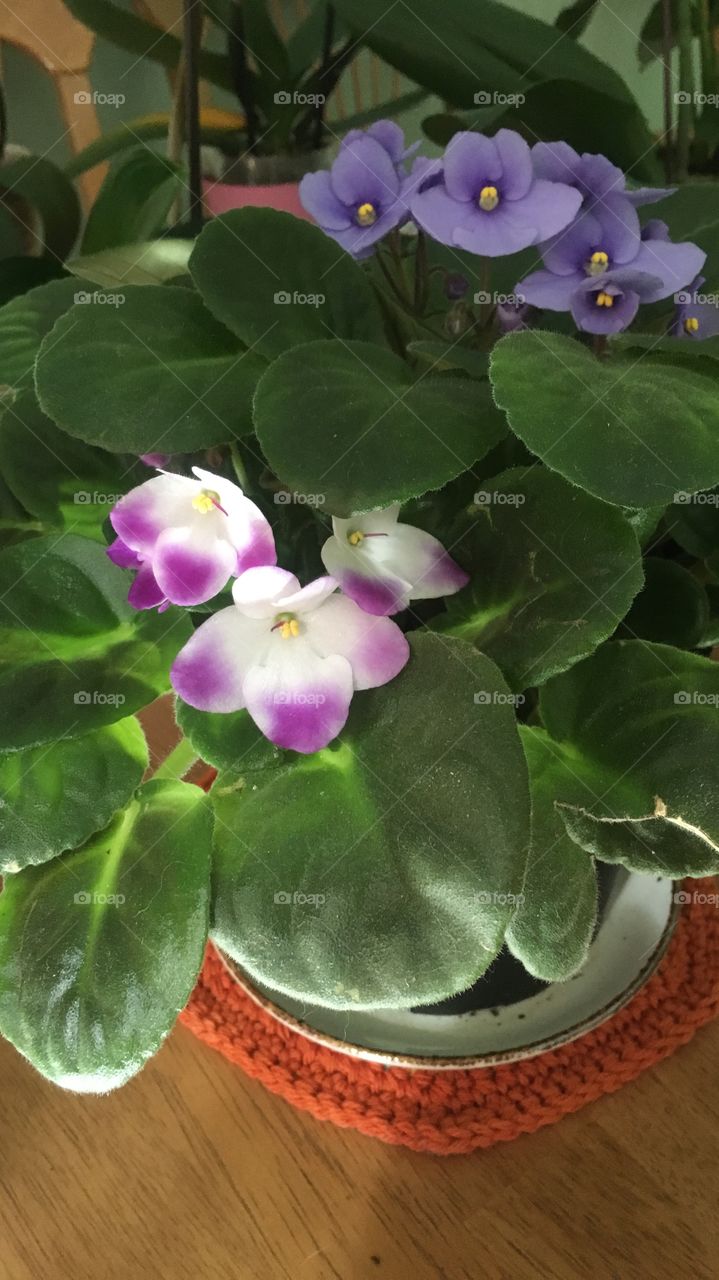 African violets in the dining room