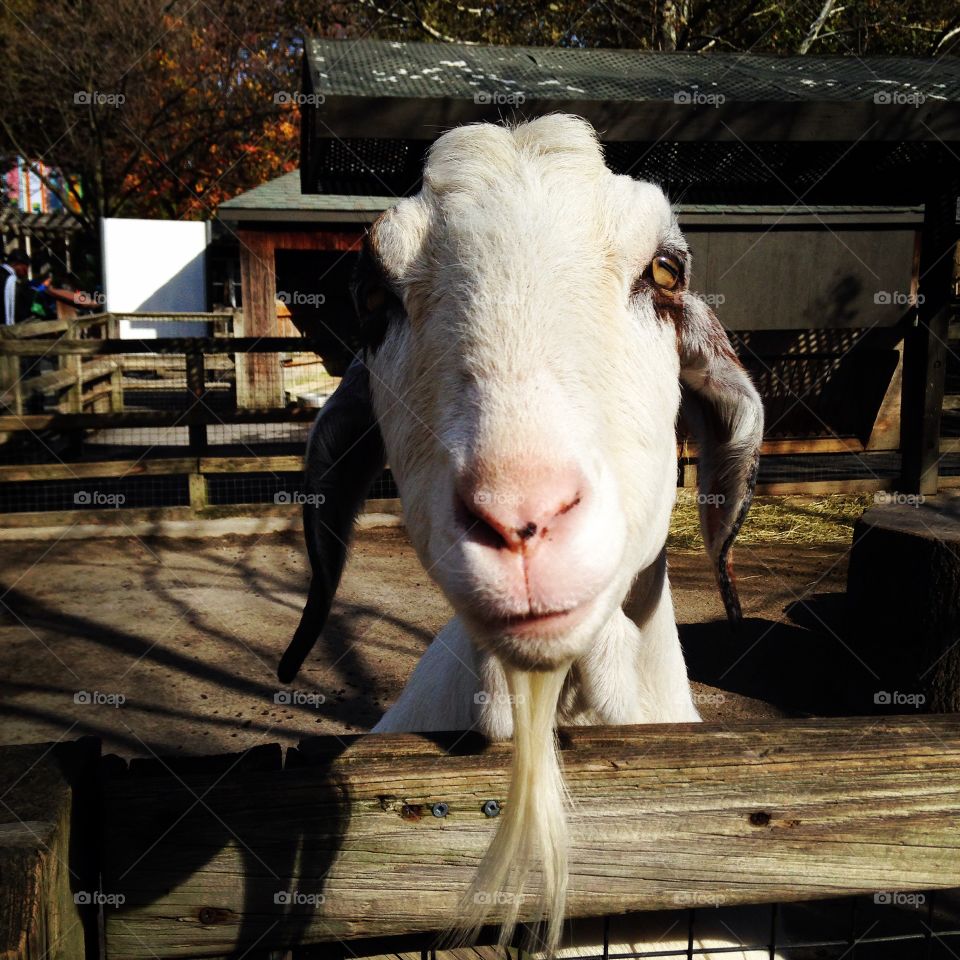 Smirking goat