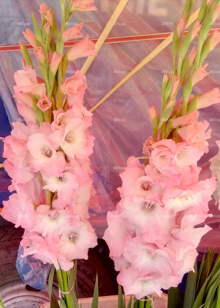 Flower, Bouquet, Nature, Flora, Floral