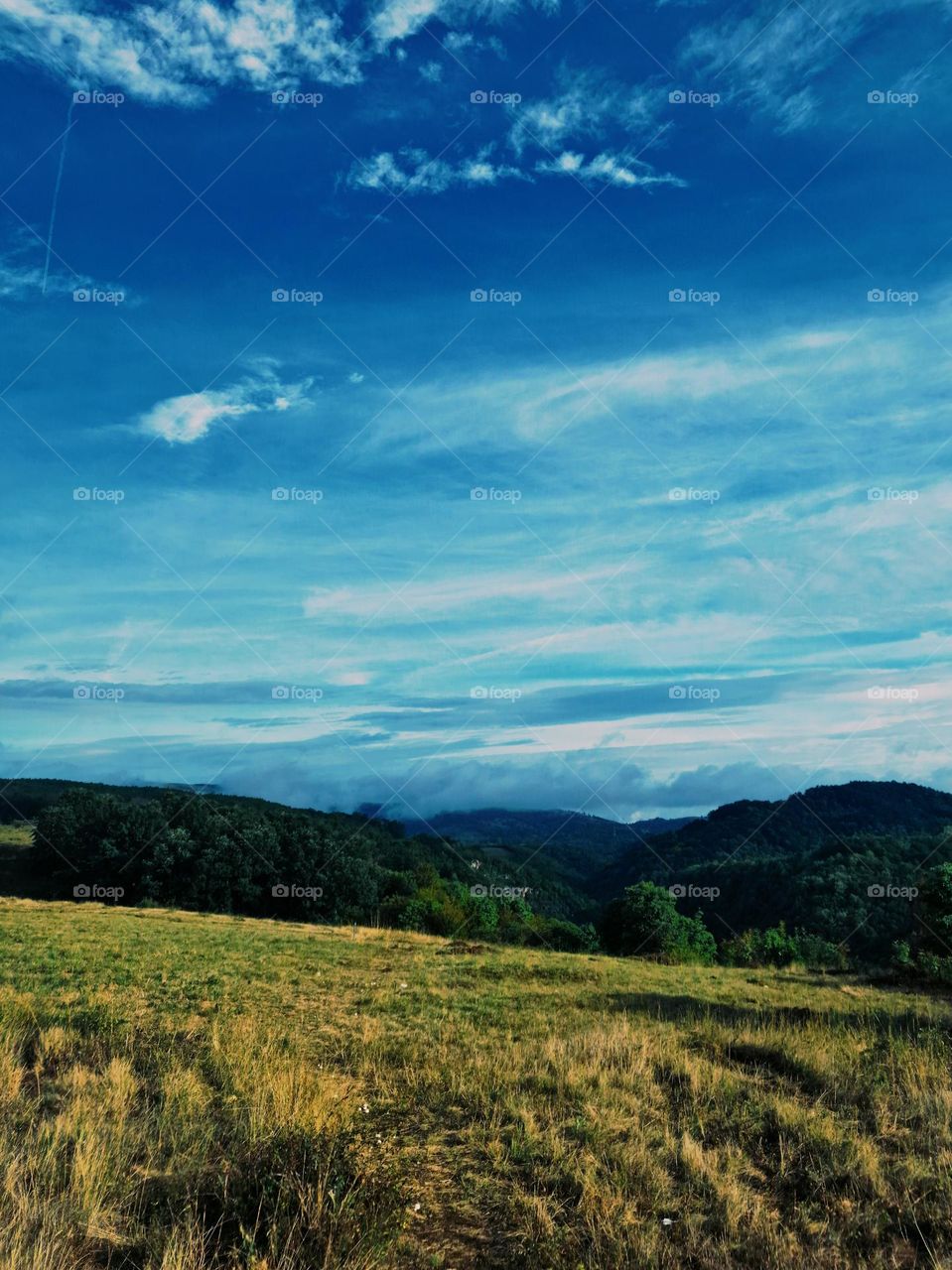 meadow landscape