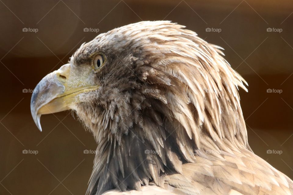 Eagle 