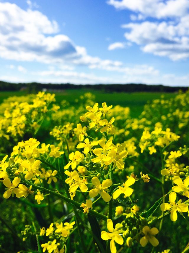 Yellow flower in bloom