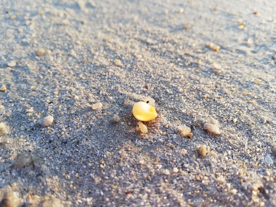 Sable et coquillage