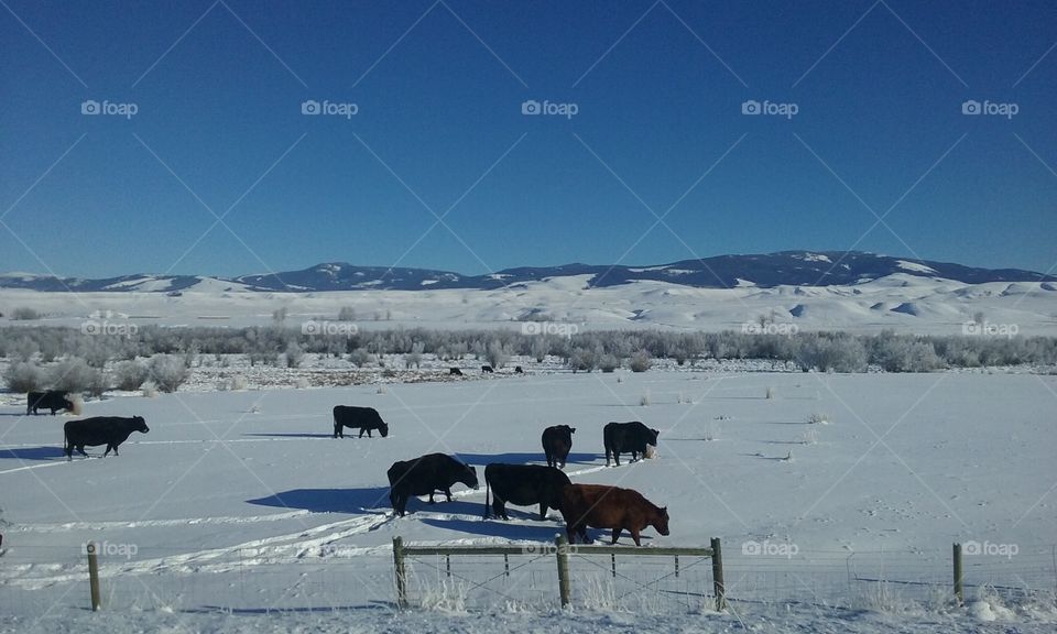 Cows grazing peacefully on a clear winter day.